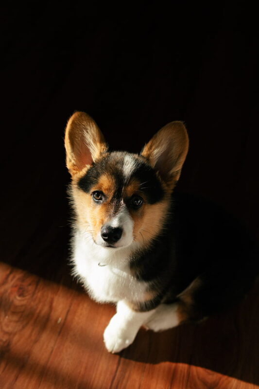 Corgi puppies