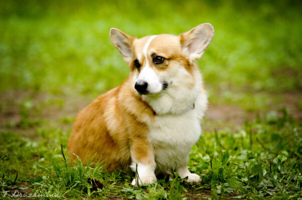 Corgi puppies for sale