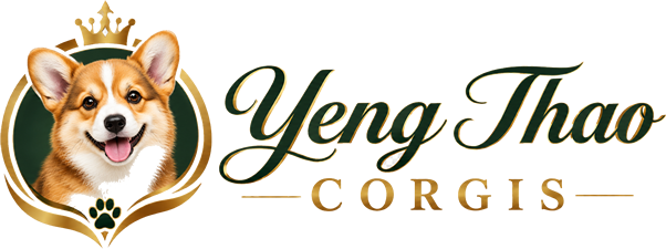 Yeng Thao Corgis